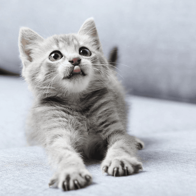 Cutie Paw Odouraze collection